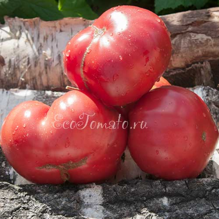 Marge's Polish Pride